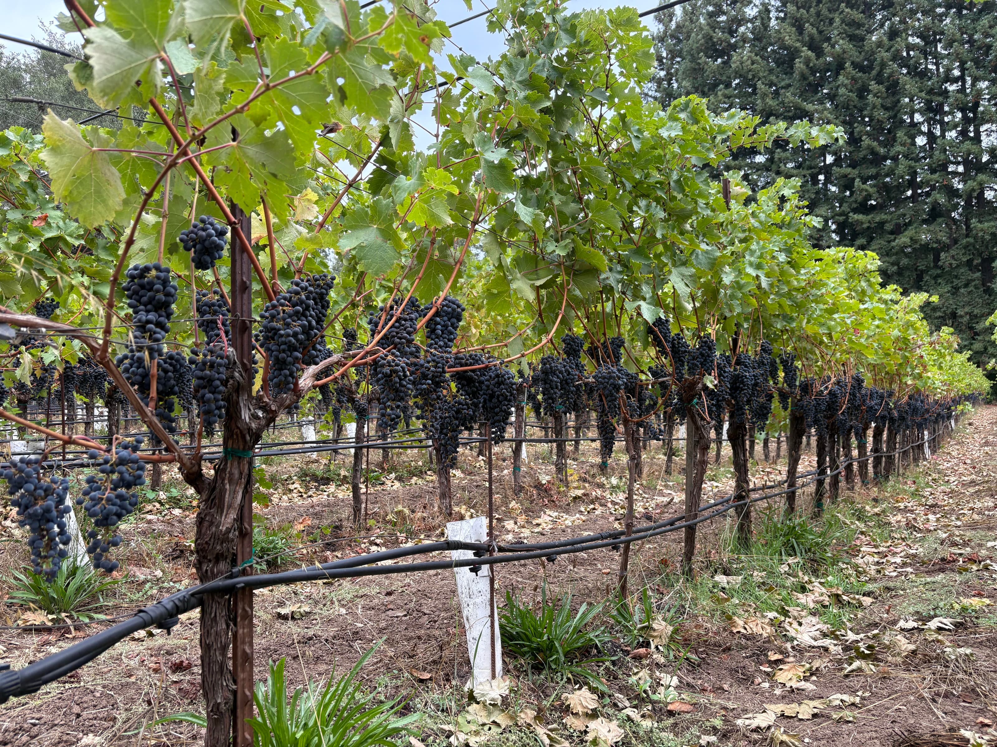 Ripe Cabernet Sauvignon at harvest, Oak Knoll