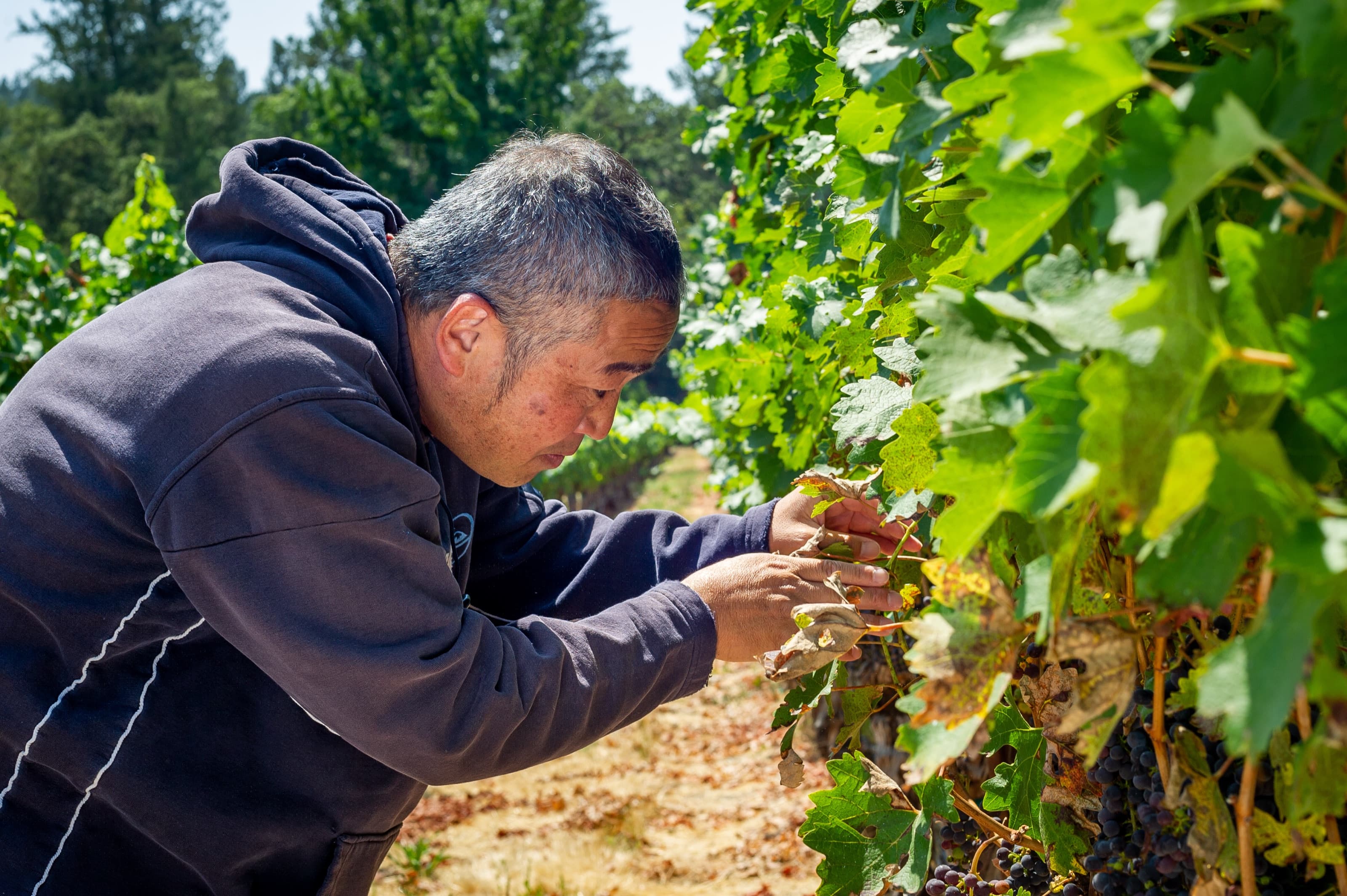 Yasuhisa Hayashi tending his vines in Napa Valley